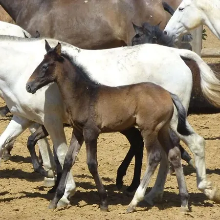 Hotel 0569 Cortijo Olivos